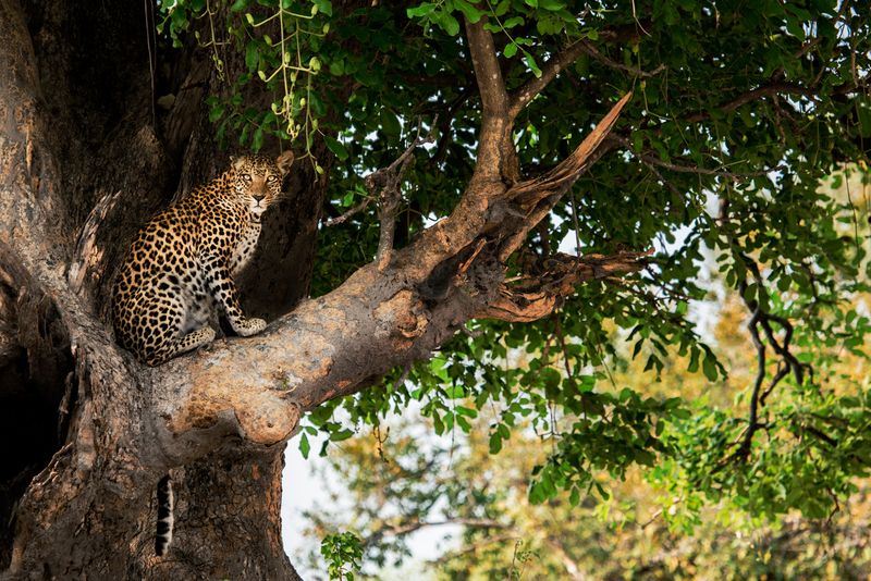 O turismo ajuda a proteger nossa incrível vida selvagem e espaços selvagens