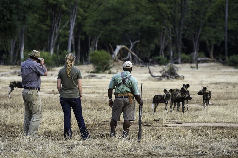 Walking with Wild Dogs