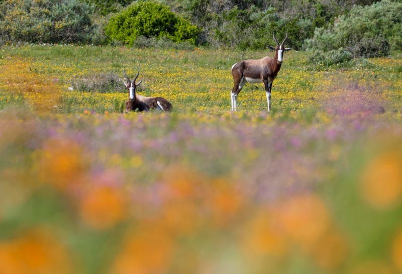 Blumenblüte im südafrikanischen Namaqualand