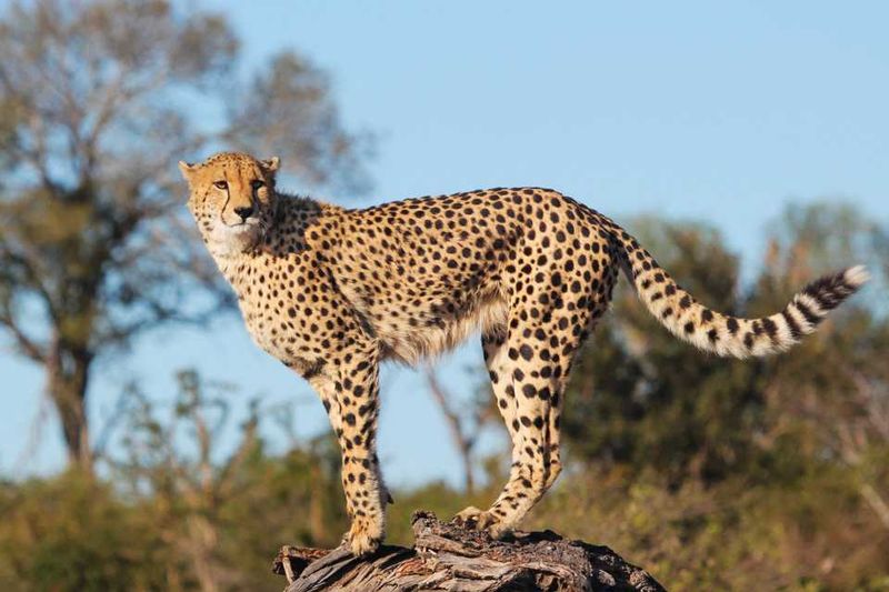 "We were elated to have found the lions but finding this guy definitely was a bonus."