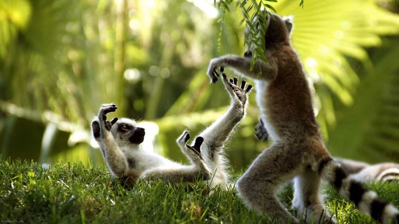 Lemurs rough housing