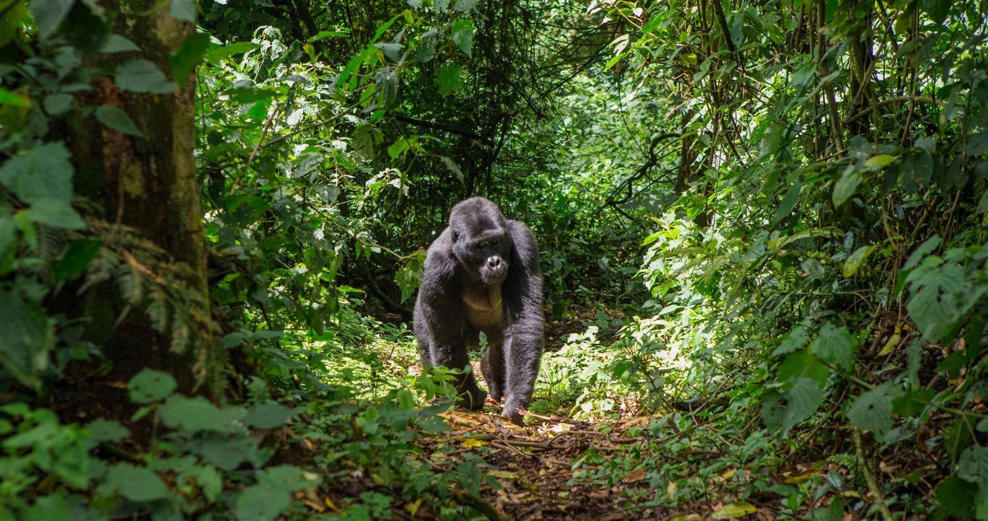 The Adventurer's Ready-To-Go Gorilla Tracking Tour