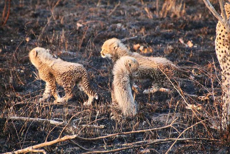 Africa's Wild 3