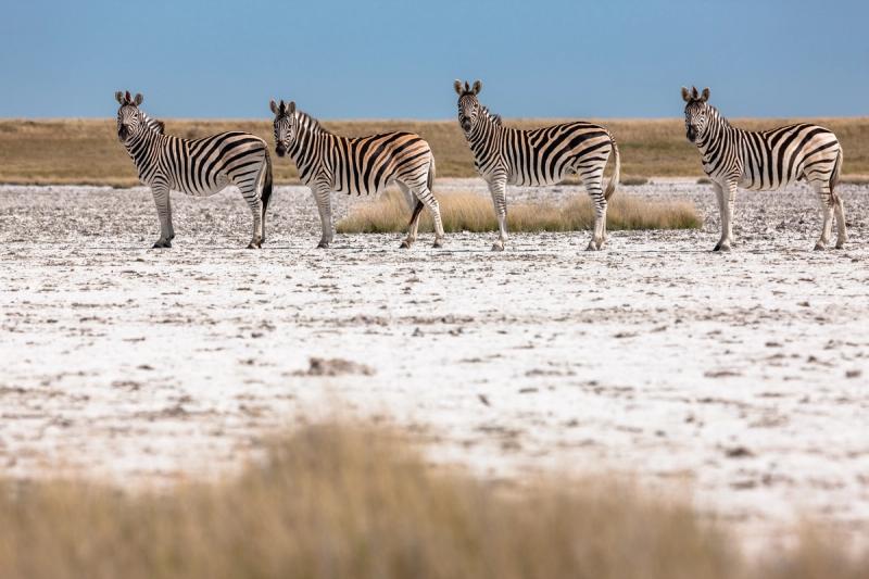 Four zebras standing on the open salt pans of Makgadikgadi Pans National Park in Botswana.