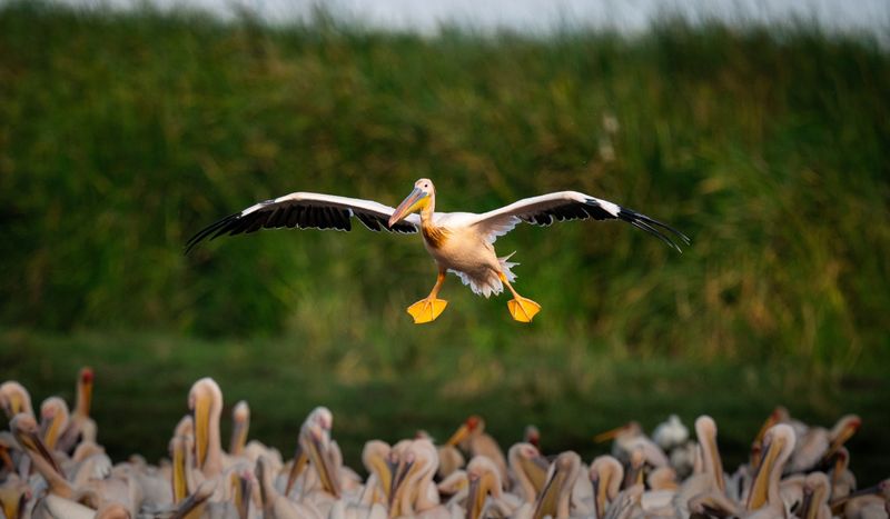 Great white pelican in flight landing on Lake Manyara