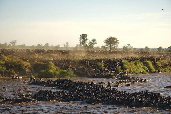 Your Guide to Experiencing the Great Migration in Tanzania