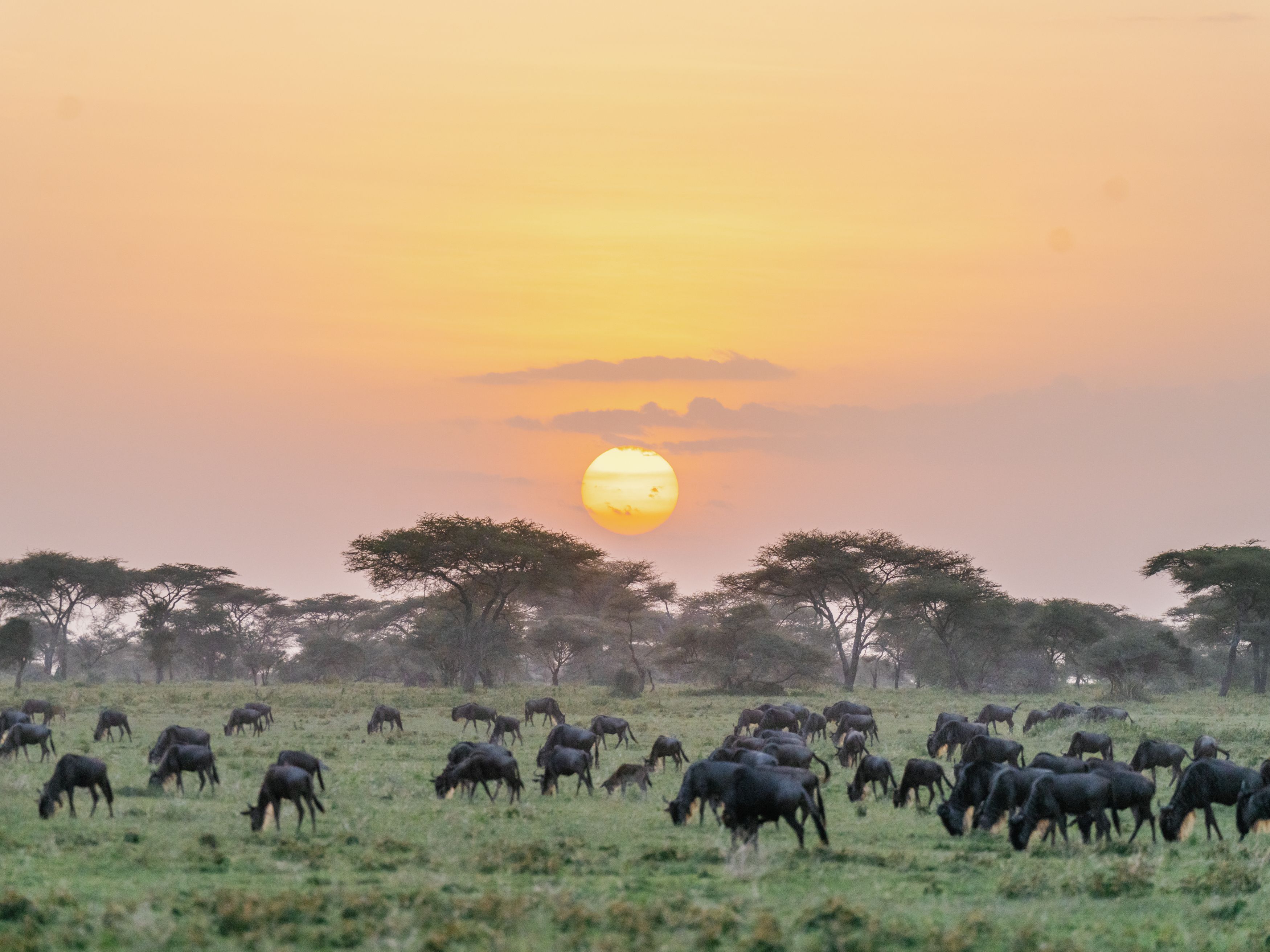 Discover the Serengeti’s Hidden Gems: A Regenerative Safari Experience