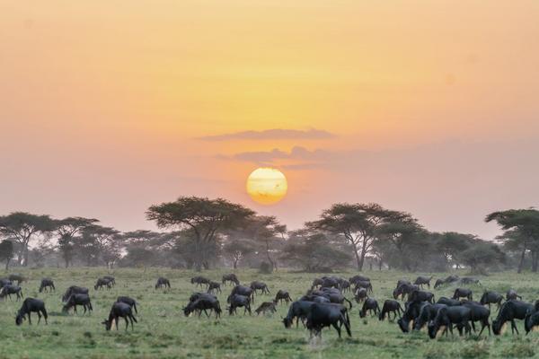 The Serengeti in Pictures: Why You'll Love it