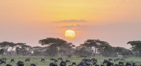The Serengeti in Pictures: Why You'll Love it