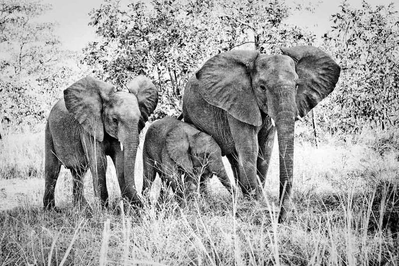 Elephants