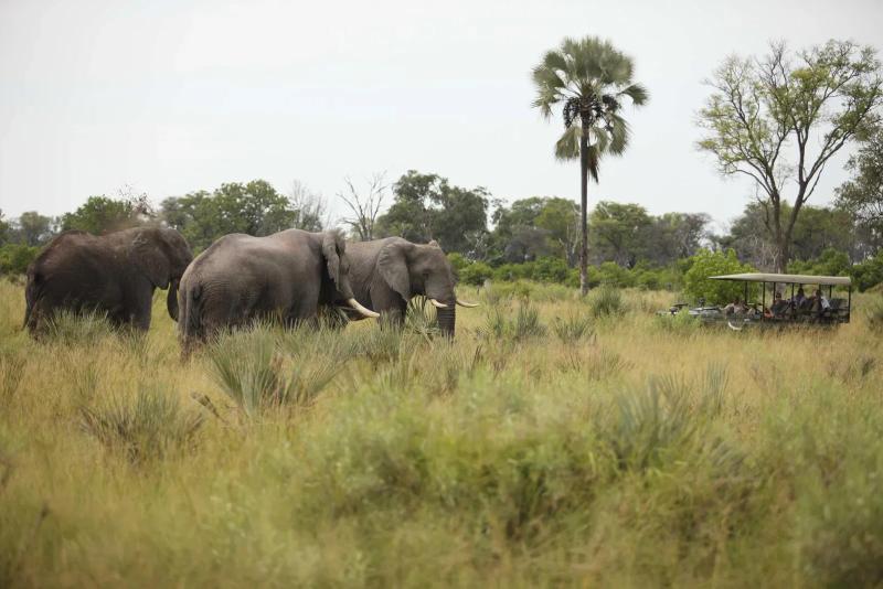 Elefantes pastando perto de um veículo de safári no Delta do Okavango, em Botsuana.
