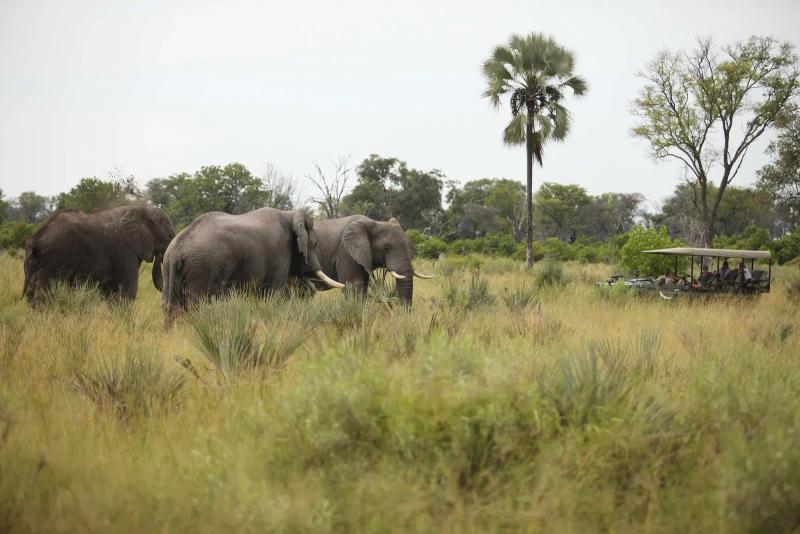 Elefantes pastando perto de um veículo de safári no Delta do Okavango, em Botsuana.