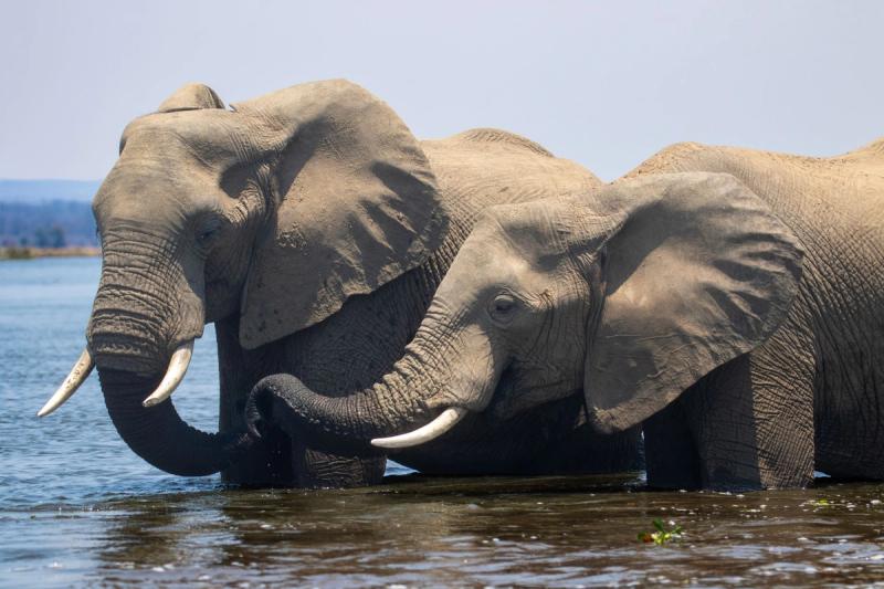 Two elephants knee deep in the Zambezi river