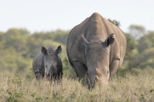 Os rinocerontes serão extintos em breve?