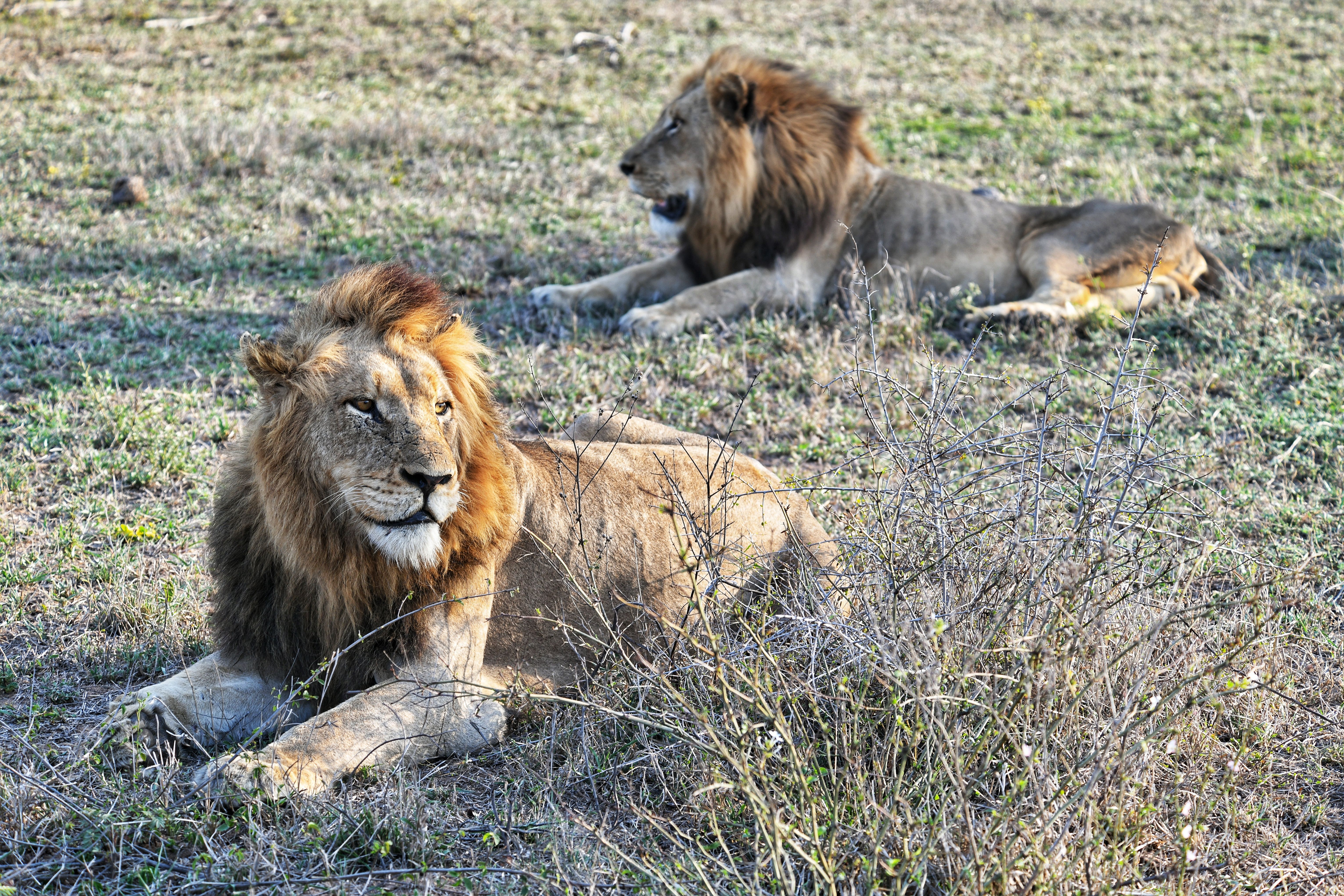 The Male Lions of Silvan Meet Their Match: Silvan Safari Blog