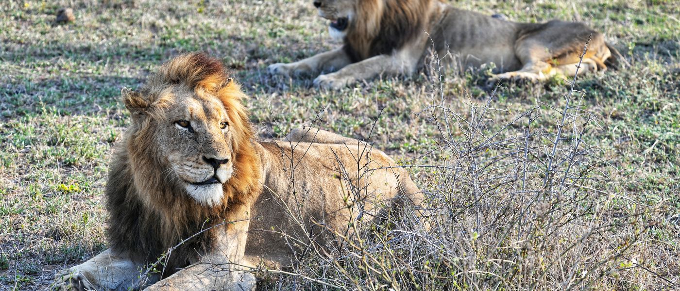 The Male Lions of Silvan Meet Their Match: Silvan Safari Blog