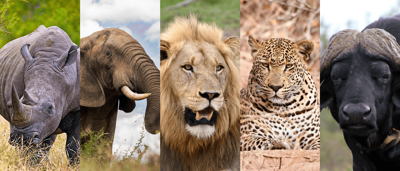 Das sind die legendären Big Five Afrikas