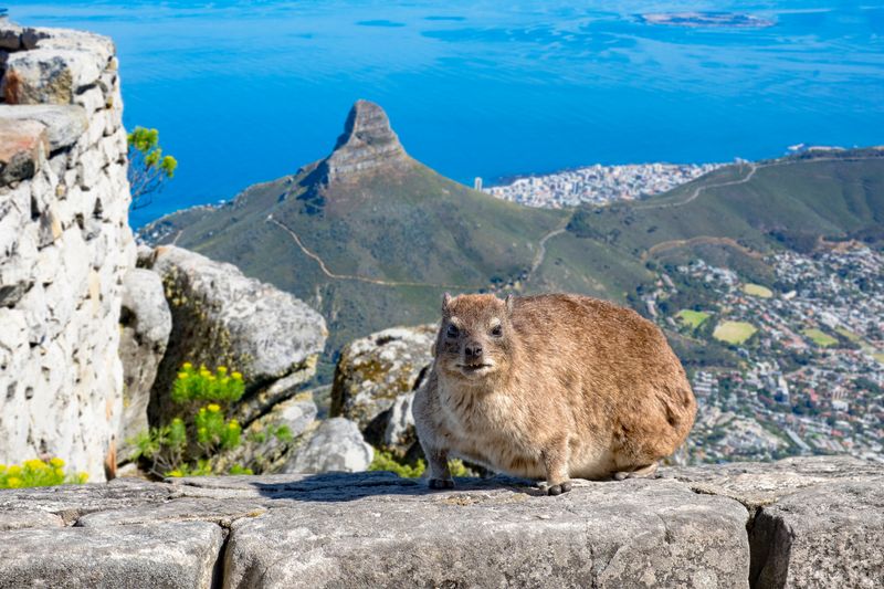 Eines der ikonischsten wilden Tiere in Kapstadt: Dassie auf dem Tafelberg mit Kapstadt im Hintergrund