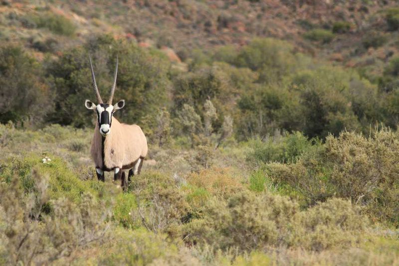 The beautiful Oryx stands tall in the veld