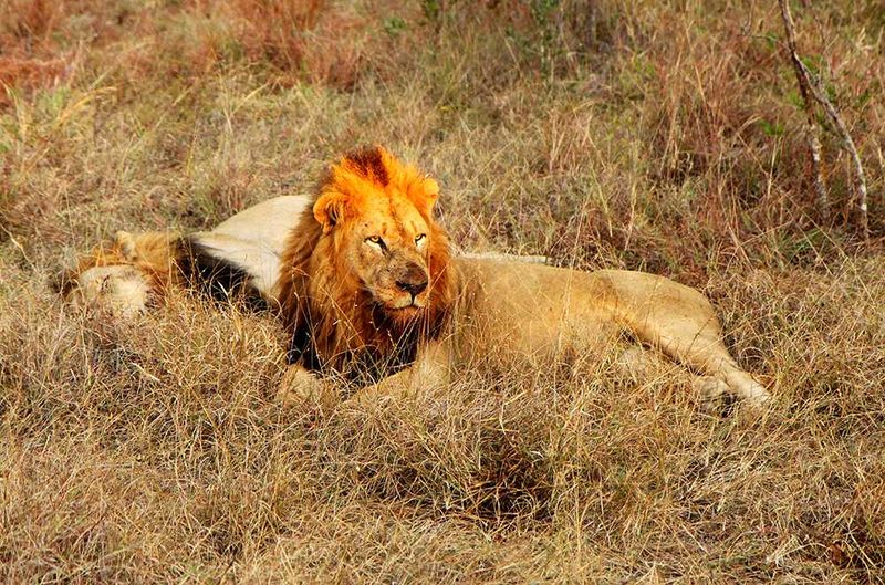 On safari at Savanna Private Game Reserve