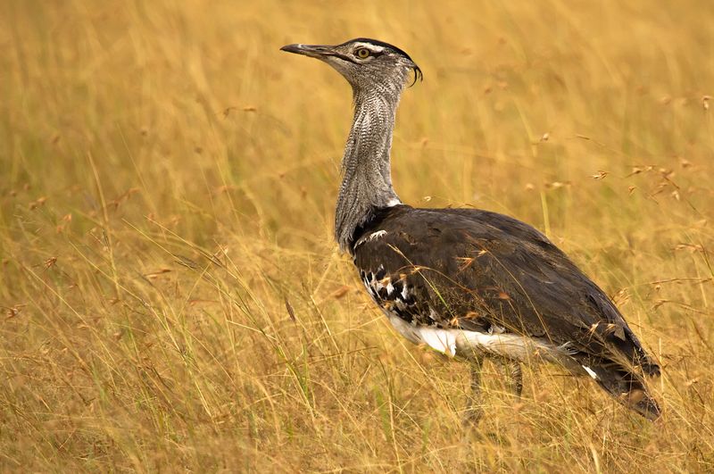 Elegant birds - the Kori Bustard