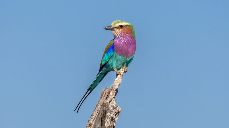 Lilac-breasted roller seen while visiting Botswana in April