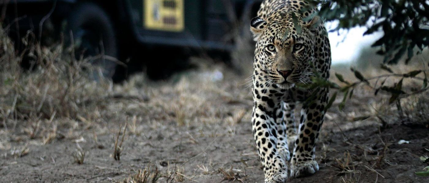 Los "Cinco grandes" de África en acción y dónde encontrarlos