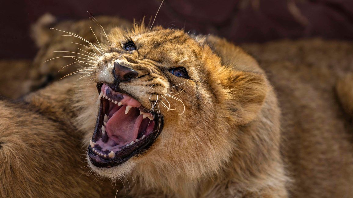 16 Fotos, die beweisen: Afrikas Tierwelt bietet mehr Dramatik als jeder Film