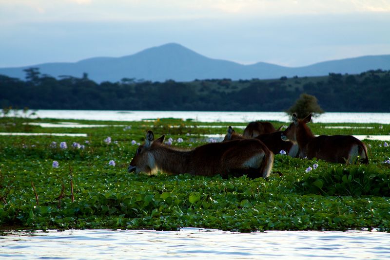 Water bucks on Lake Naivasha 
