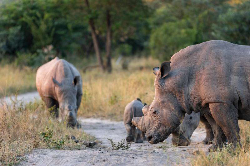 A group of rhinoceroses, including a calf, walk along a dirt path in a grassy area with trees in the background.
