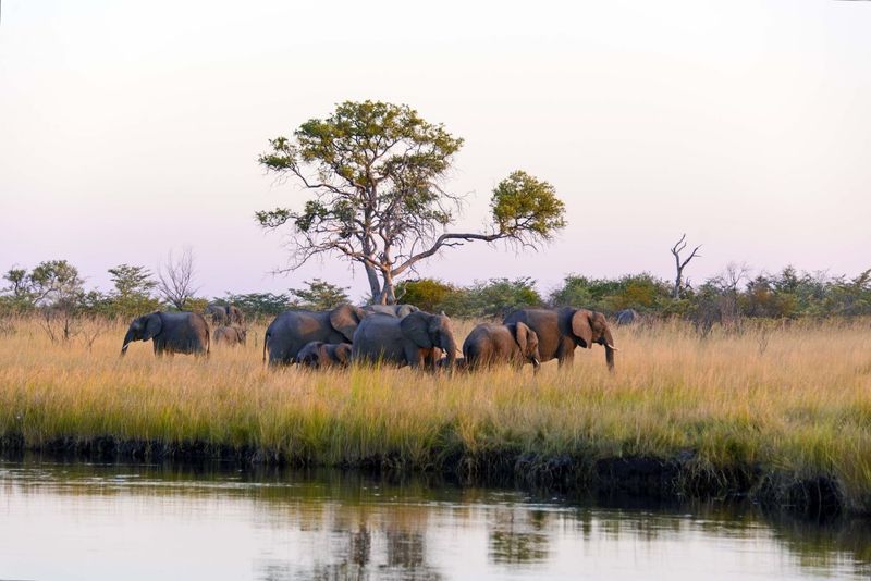 Elephant wonderland