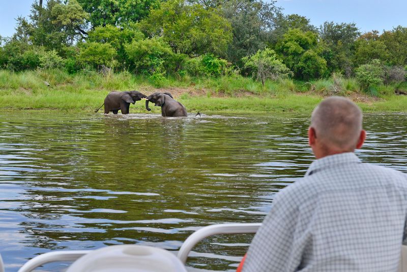 A man watches elephants fighting from boat