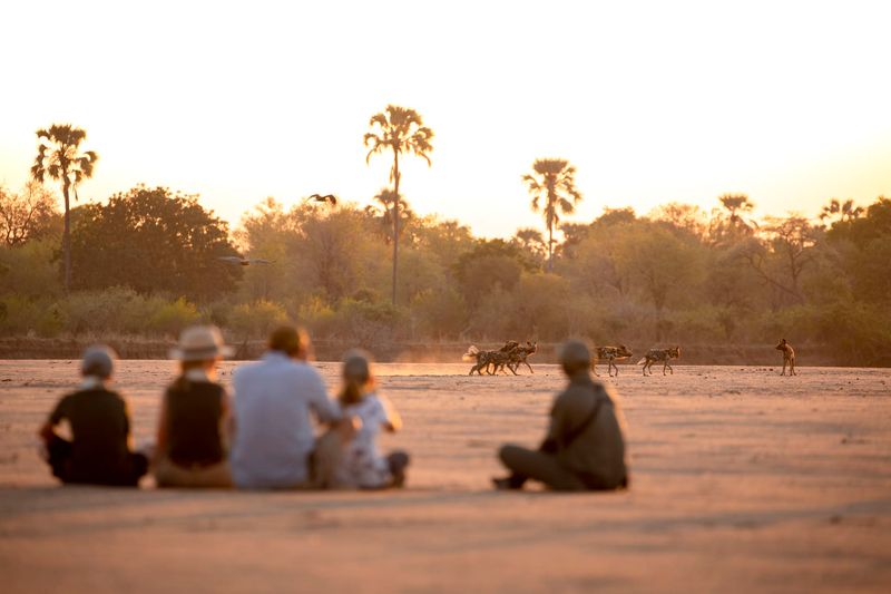 Los safaris a pie guiados por un guarda forestal le permiten acercarse y tomar la foto perfecta