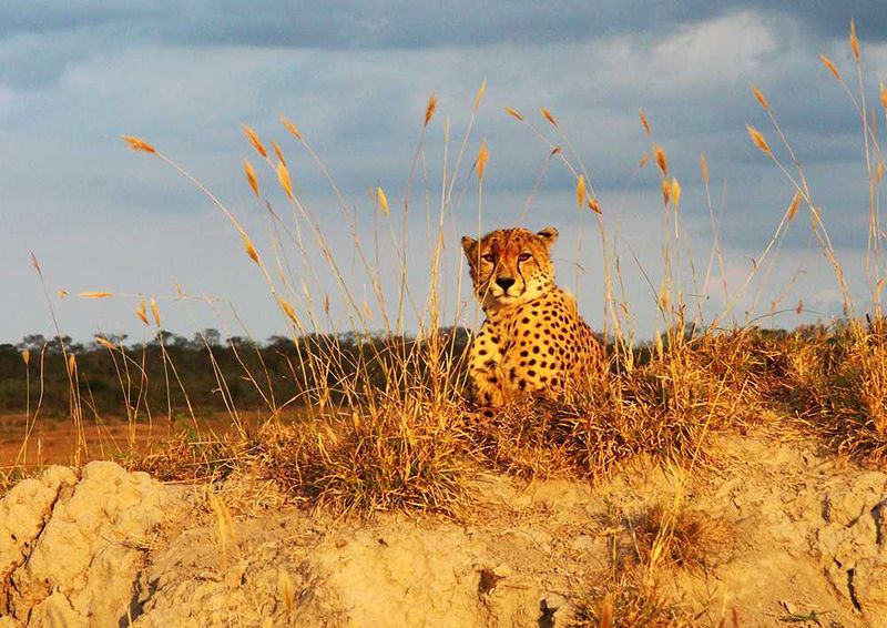 On safari at Savanna Private Game Reserve