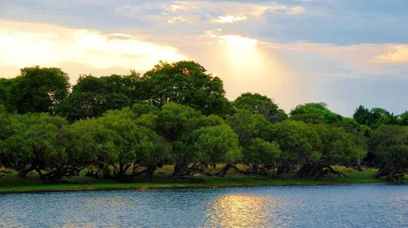 "Like the safari drives we went on in Kruger Park, the evening sunset cruises – and in fact, every single boat trip that we did over the four days we were at Royal Chundu – were a wildlife, birding, and indigenous culture safari. Being November in the Southern Hemisphere, we were there in spring, just as the rainy season was beginning. The landscape had just exploded into green, and the wildflowers were blooming everywhere. "