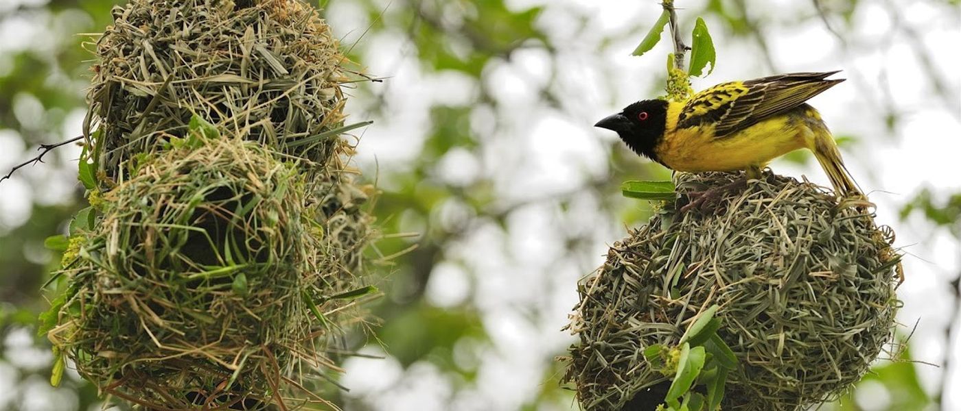 Astonishing Birdlife of Mana Pools National Park