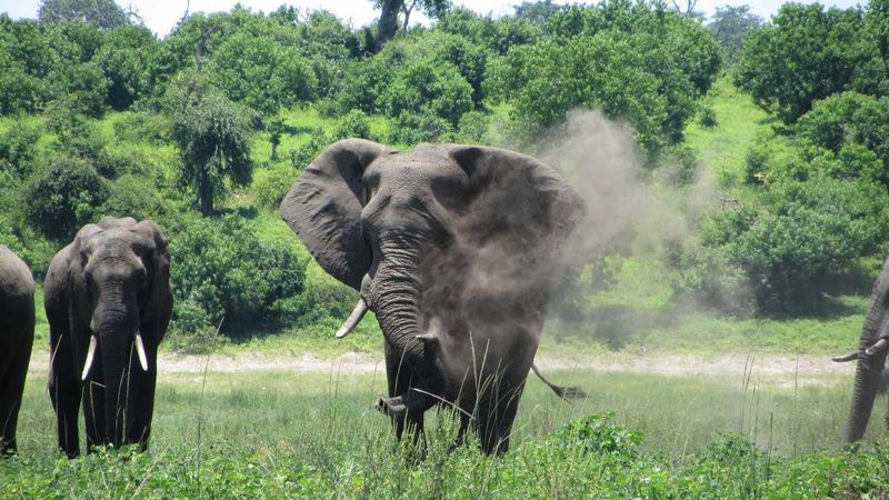 Elephants in Zambia