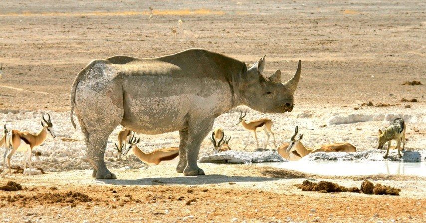 Save the Rhino Trust: Das Comeback des Spitzmaulnashorns