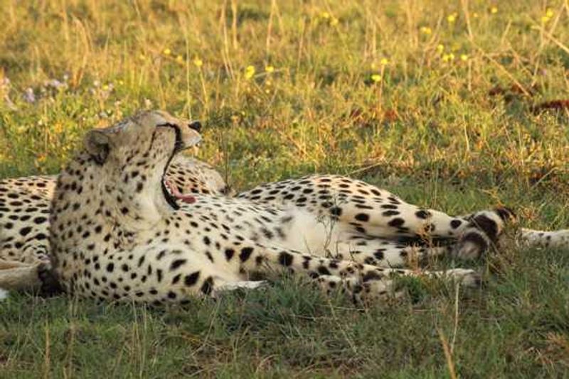 Cheetah yawning in Shamwari