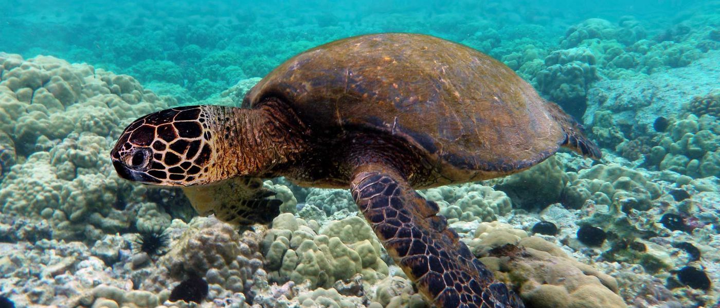 4 Incredible Underwater Activities in Mauritius