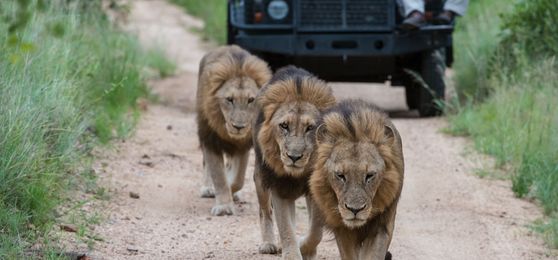 Safari de los 5 Grandes en Imágenes