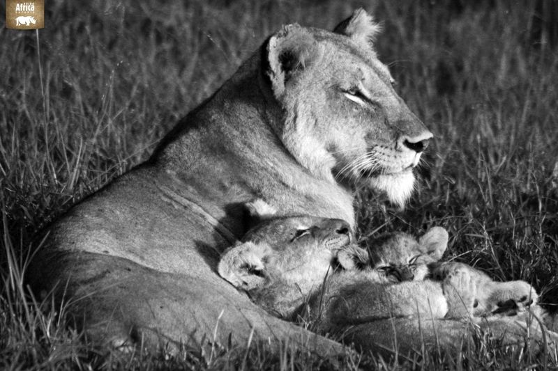 Lioness and cubs