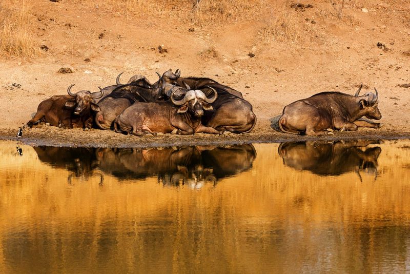 Büffelherde sonnt sich im Wasserloch