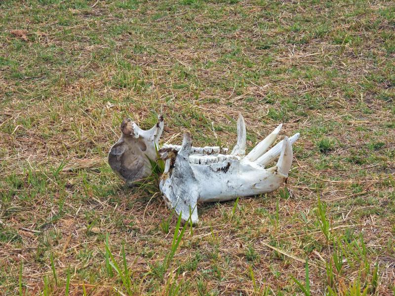A skull of an elephant lying on the grass in the Okovango Delta of Botswana
