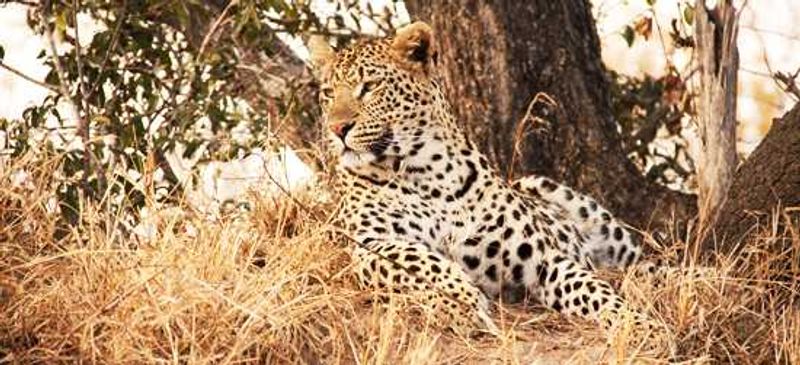 Vomba young female