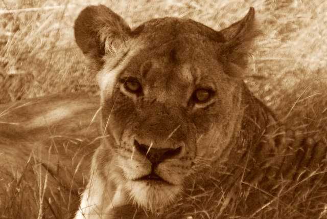 Londolozi Lion