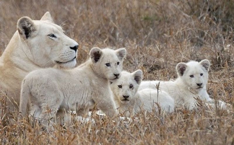 Où voir le lion blanc ? Dans la réserve de Timbavati, au parc Kruger en Afrique du Sud. Ici une famille de lions blancs