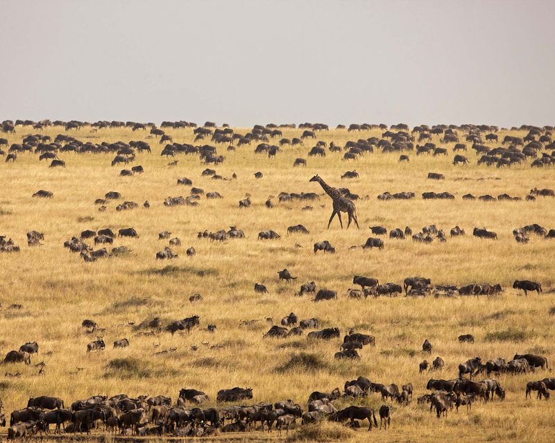 Serengeti giraffe und Gnus