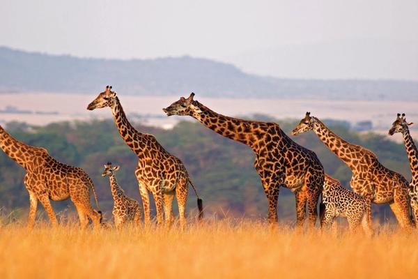 15 frases sobre África para querer volar