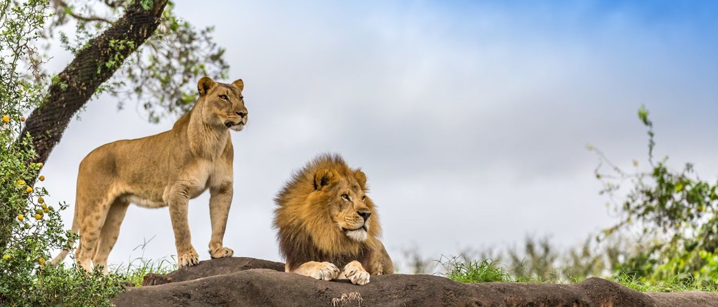 13 Gründe, niemals in den Krüger Nationalpark zu reisen